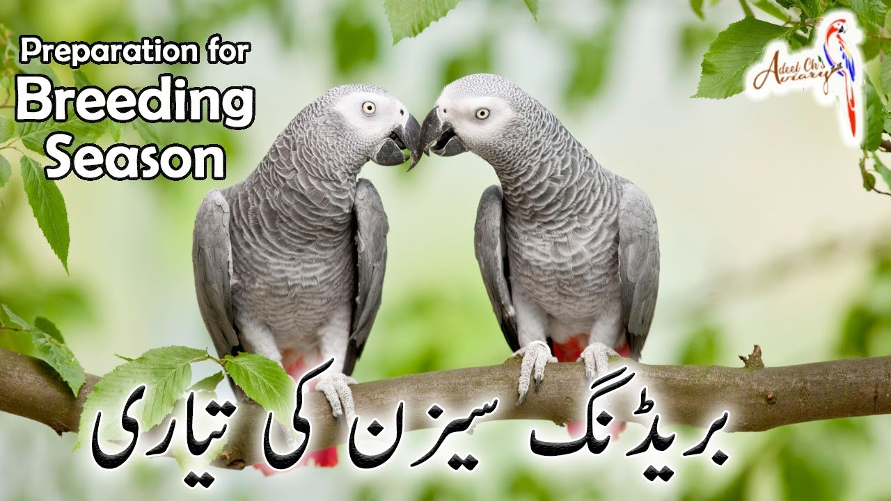 basic information about breeding supplements