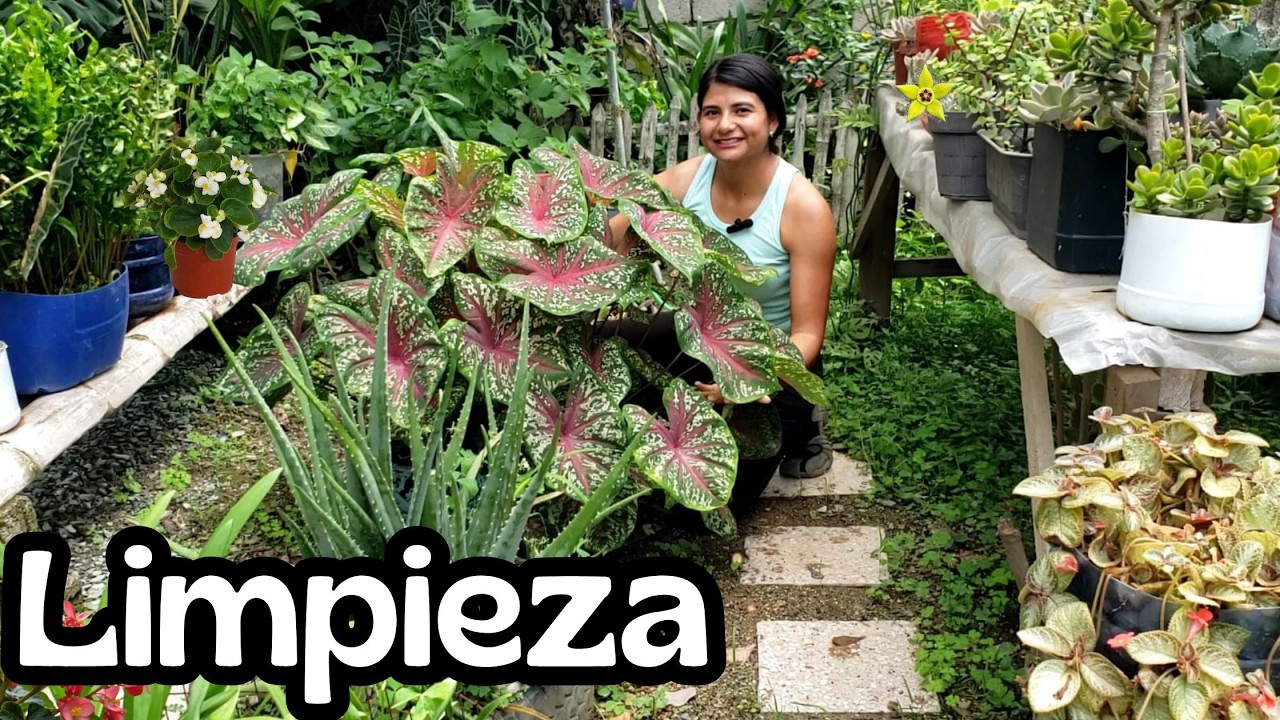 Limpieza profunda de plantas/ retirando maleza