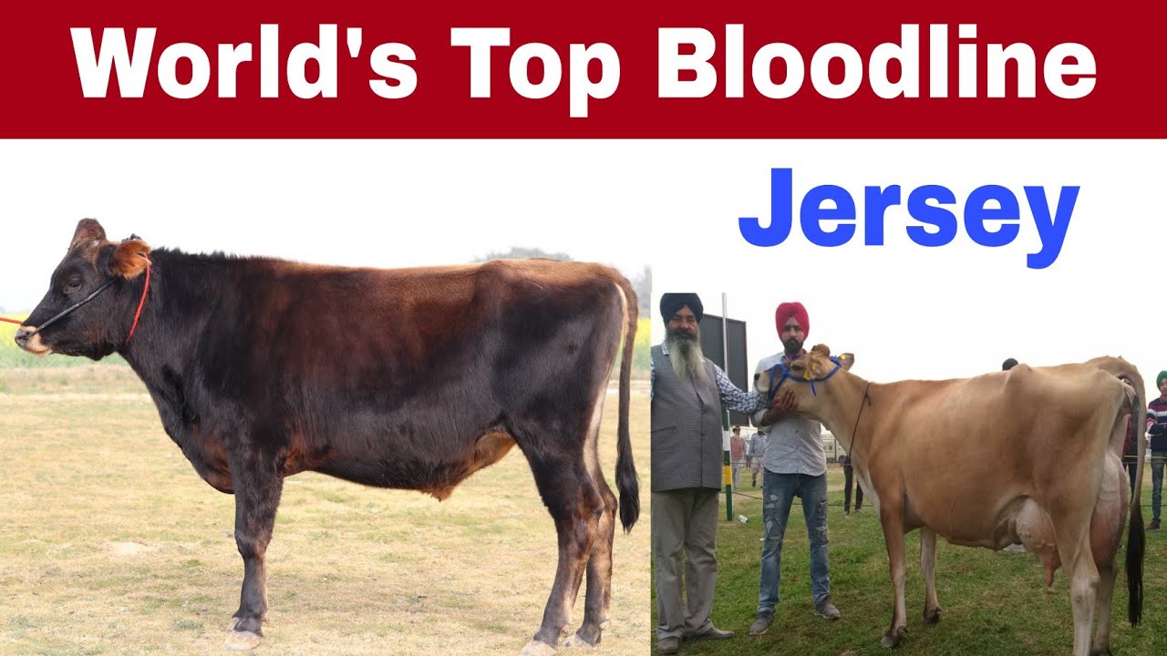 दुनिया की सबसे अच्छी ब्लडलाइन || World's Best Bloodline of Jersey at Our Farm HSB