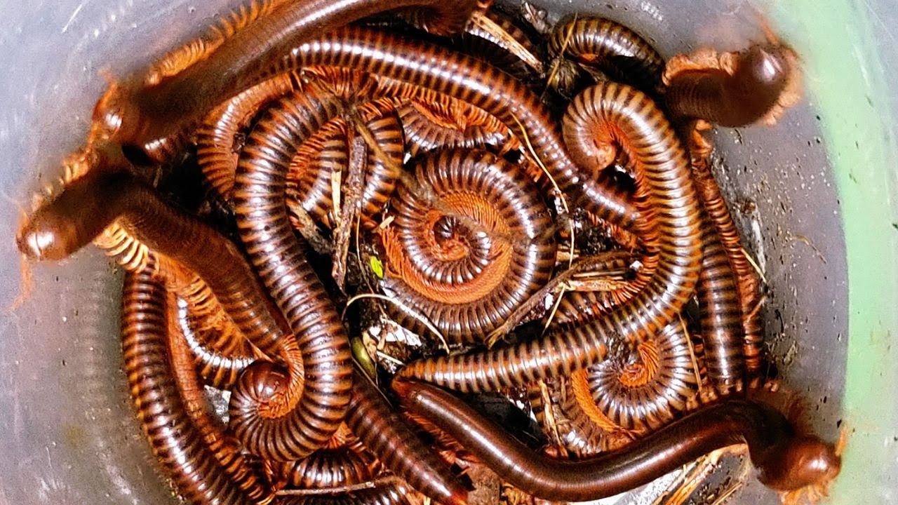 At Midnight Amazing Discovery of Hundreds of Giant Millipedes in My Backyard