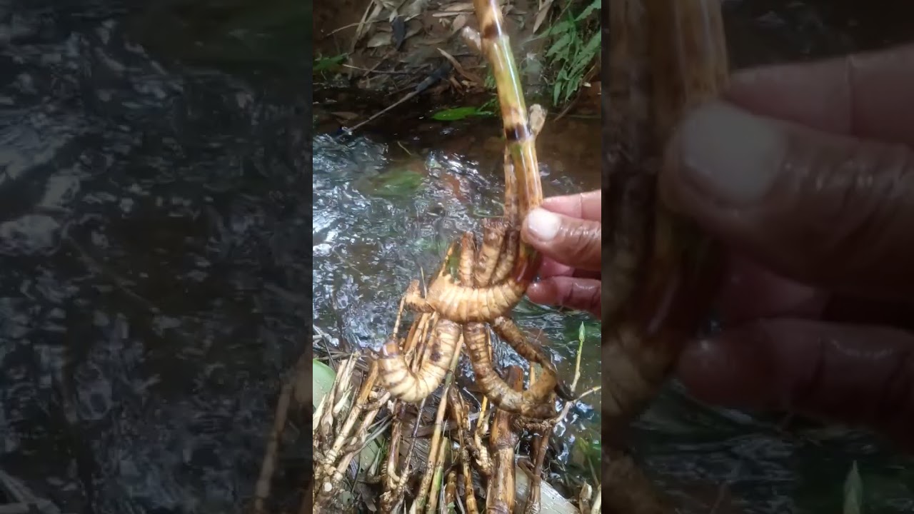 bambu unik Jalu sulur
