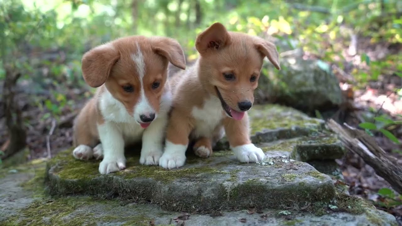 Corgi Pups in the Ozarks