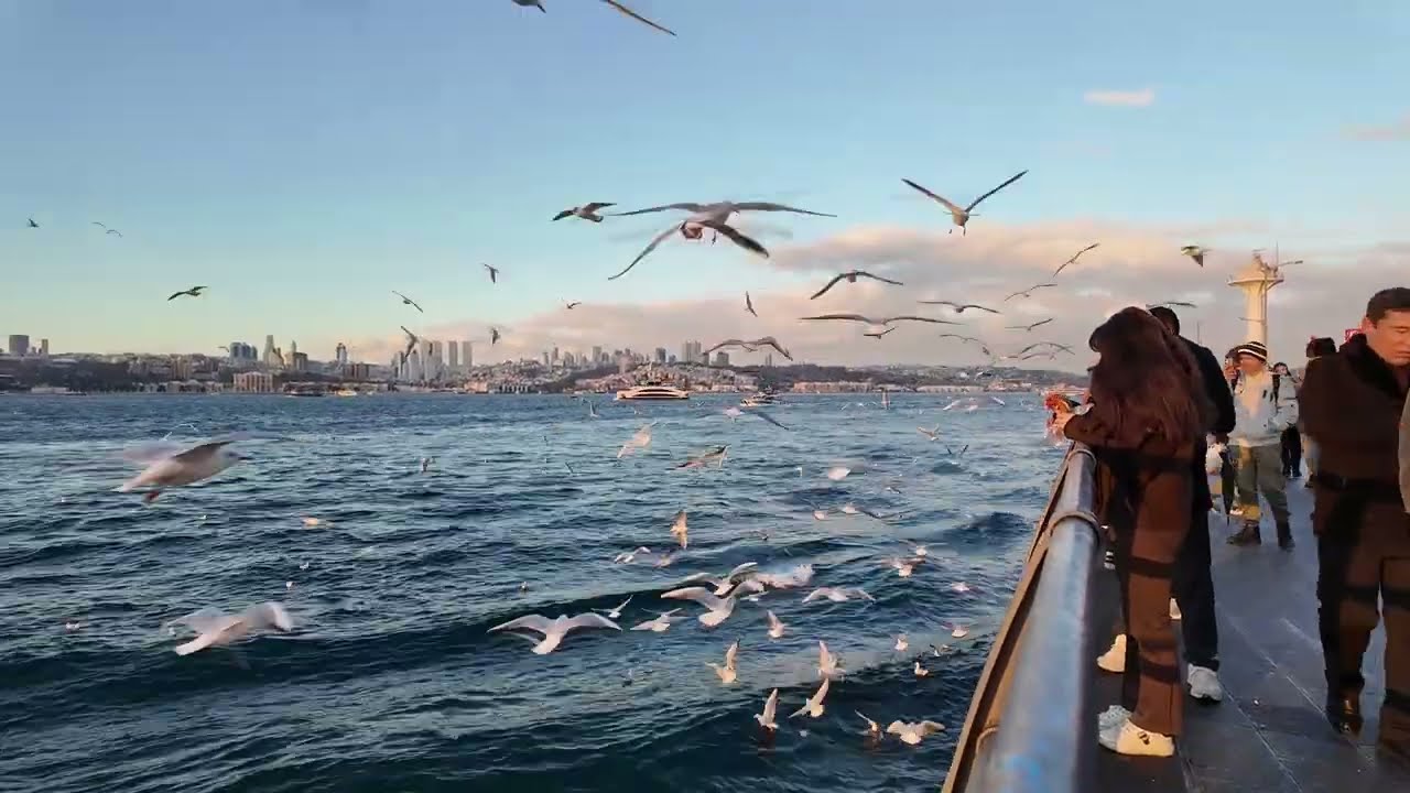 istanbul Üsküdar sahil balık tutanlar akşam güneşi çok güzel martılar simitte uçan martılar harika