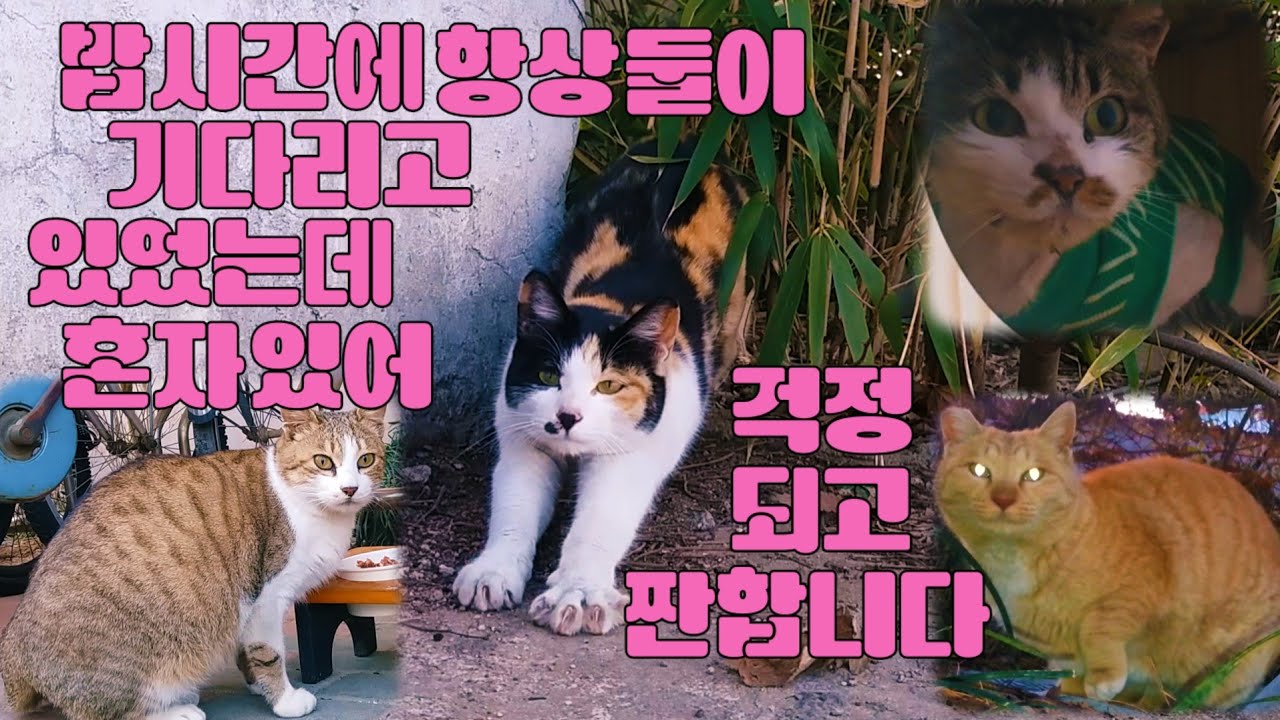 밥시간에 항상 둘이서 기다리고 있었는데 혼자 있어 걱정되고 짠합니다