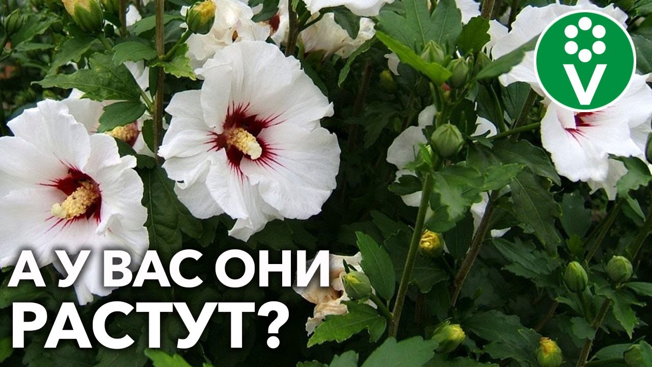 КРАСИВОЦВЕТУЩИЕ КУСТАРНИКИ ДЛЯ ВАШЕГО САДА! Выбираем, высаживаем и любуемся!