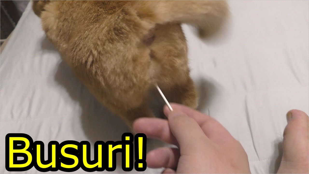 発情中…？のドコモ猫に綿棒を…