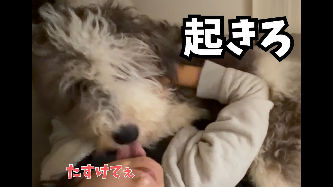 ソファーで寝落ちした人間に容赦ない大型犬パピー