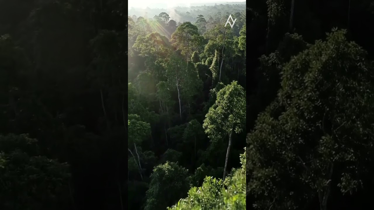 Perfect nature | jungle relaxation 