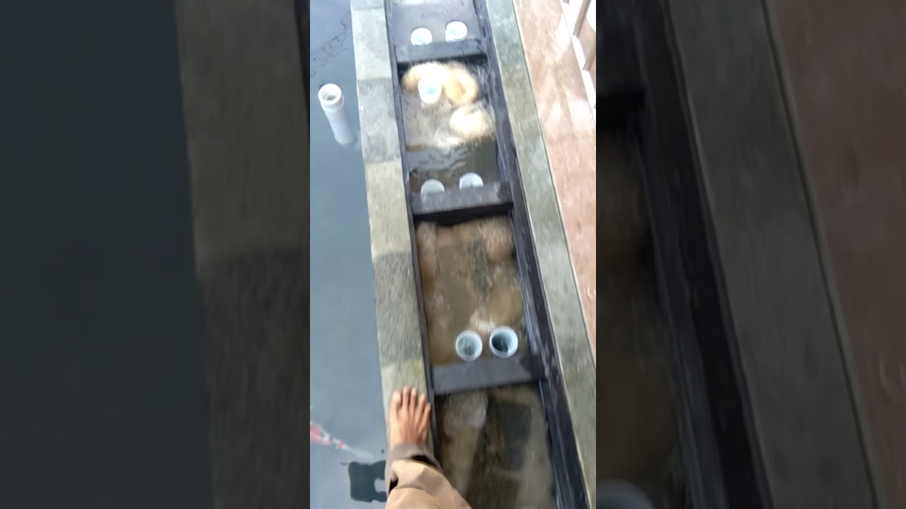 agar kolam koi  jernih