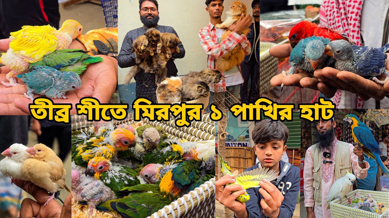 তীব্র শীতে মিরপুর হাটের অবস্থা_Macaw Price in Bangladesh_Tia pakhi Mirpur 1 pakhir Haat 2025