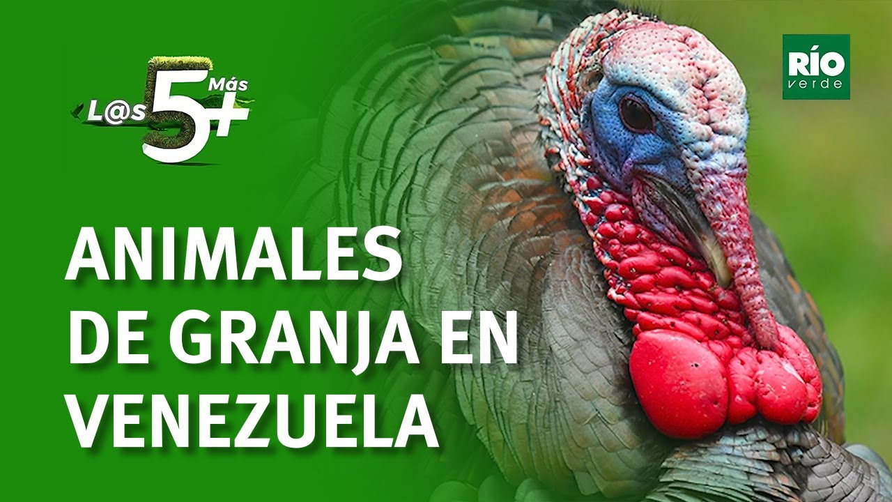 Animales de granja en Venezuela - Los 5+