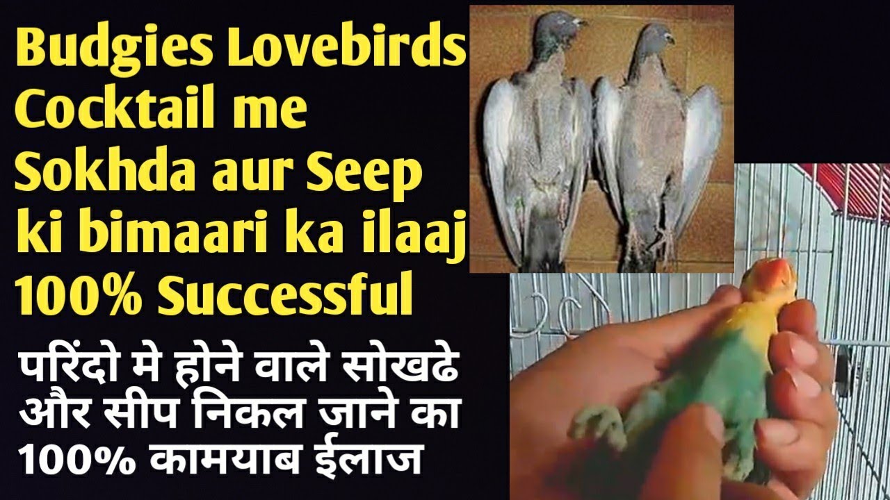 Sokra ya Seep ki Bimaari ka treatment Budgies Lovebirds cocktail java