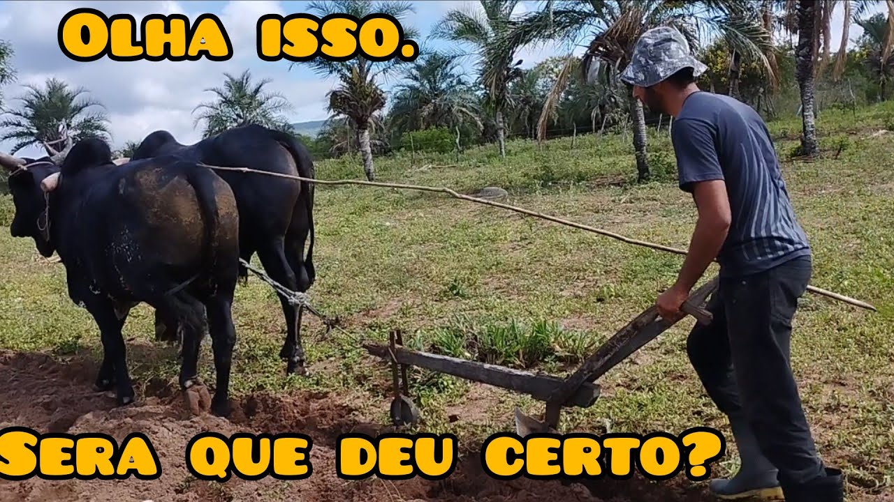 ensinando meus boi guzerá arar  terra sem corda como antigamente