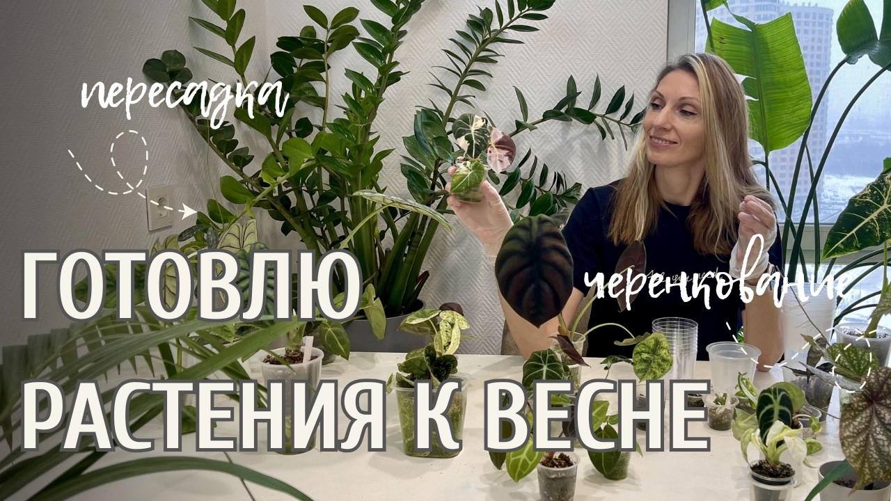 Пересадка алоказий ВАРИЕГАТНЫХ и не только/ выращиваю хойи и антуриумы