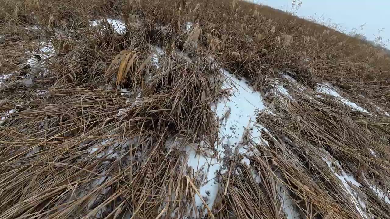 20260103 MN last hunt fail