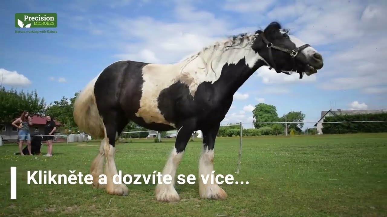 Irský cob Merlin (Farma Břízovi) - recenze Precizní mikroby