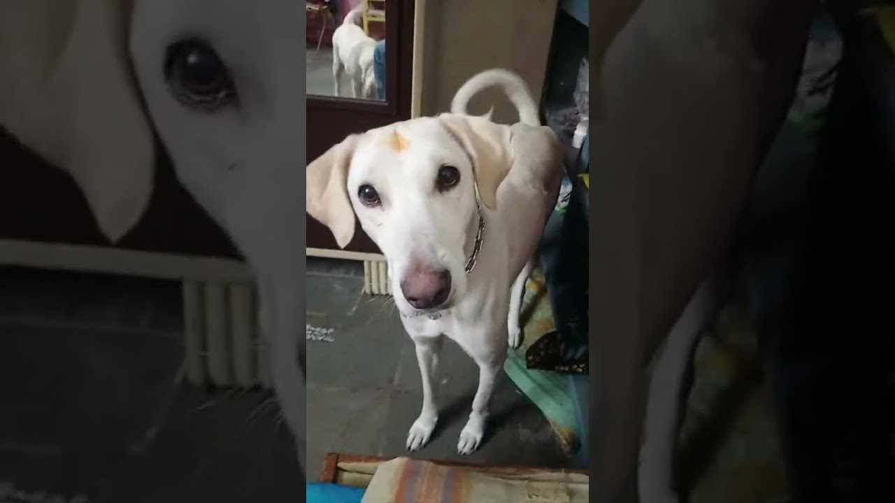 Animal videos is live!