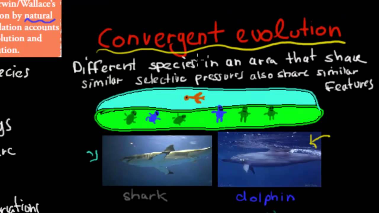 7. Convergent and divergent evolution (HSC biology)