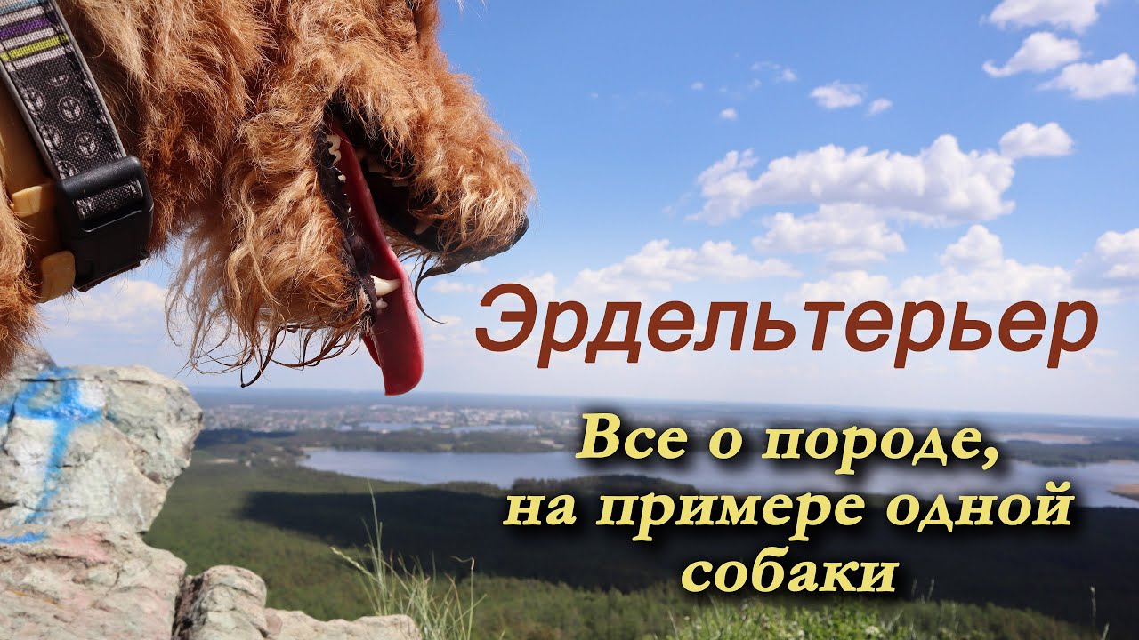 Мифы об Эрдельтерьере. Все о породе, на примере одной собаки.
