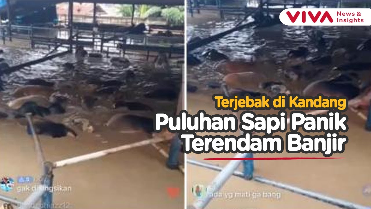 RPH di Bekasi Utara Terendam Banjir, Puluhan Sapi Terjebak