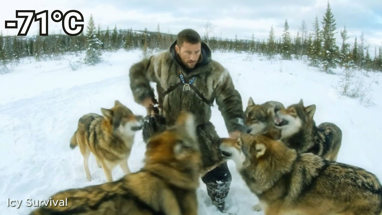 THE SCAVENGER: Stealing Meat from a Wolf Pack at  -71°C | Icy Survival