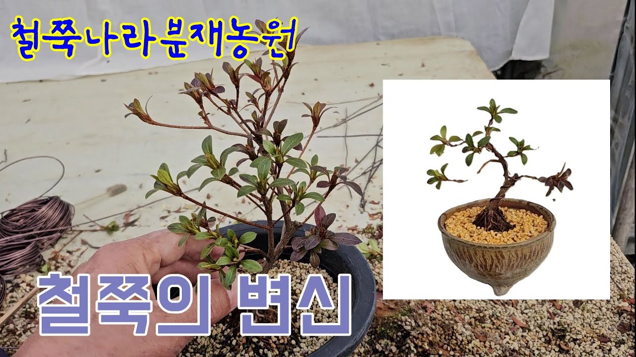 철쭉의 변신