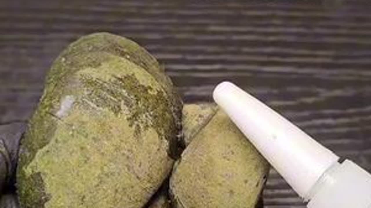 用强力“鞋胶”把两个“福寿螺”背对背粘一起，会发生什么？#福寿螺