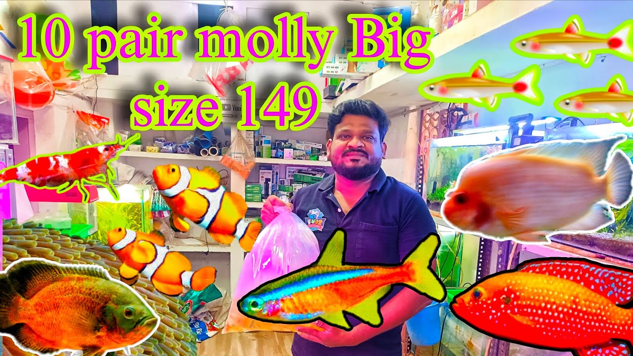 10 pair molly Big size 149 pets and plants aquarium Pudukkottai in Tamil 