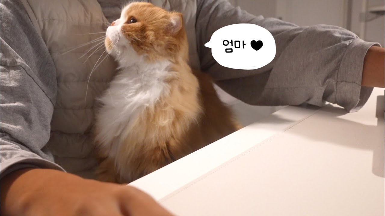 고양이는 집사가 임신한 걸 알아차릴까?