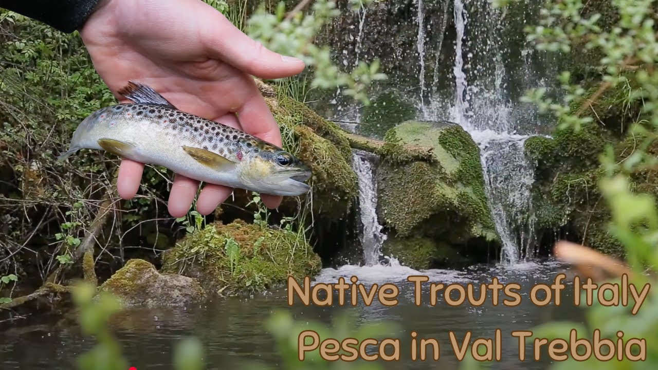 Native TROUTS of Italy - Pesca in Val Trebbia