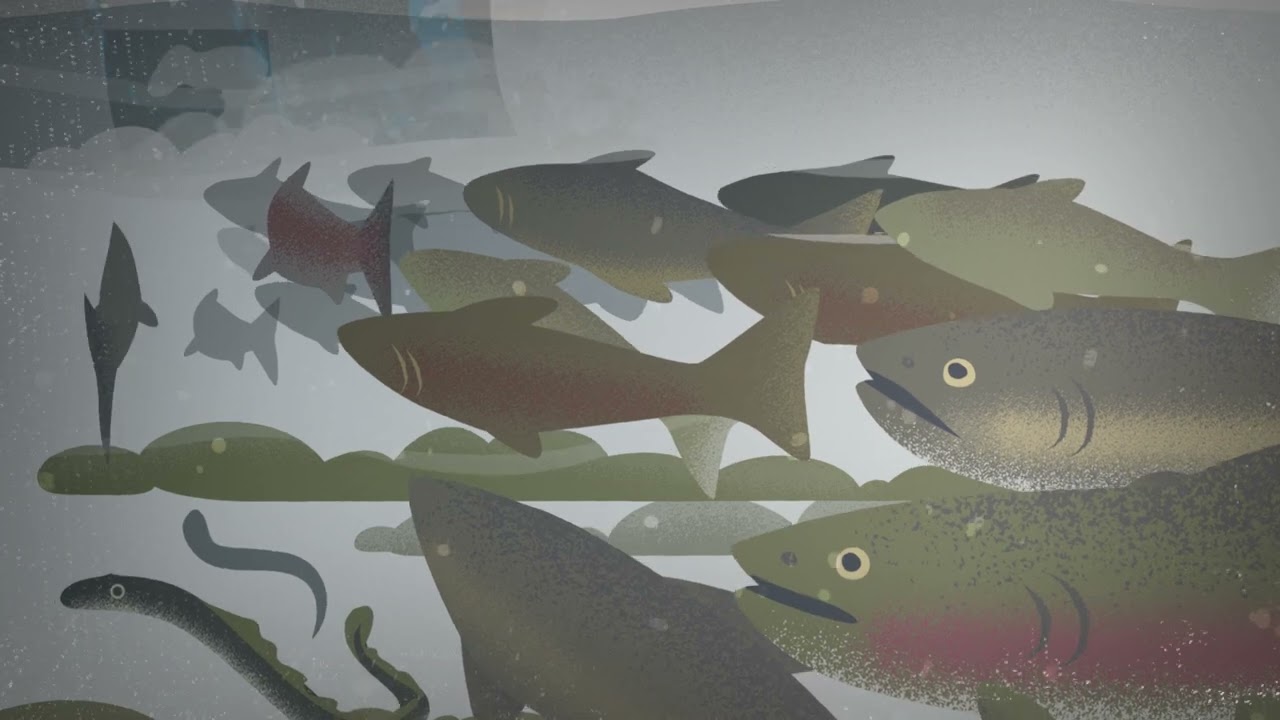 Removing Fish Barriers, Opening Up Habitat