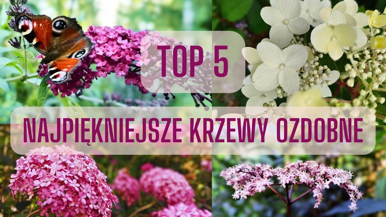 TOP 5 NAJPIĘKNIJSZE KRZEWY OZDOBNE łatwe w uprawie, pięknie kwitnące, zdobiące rabaty cały sezon!