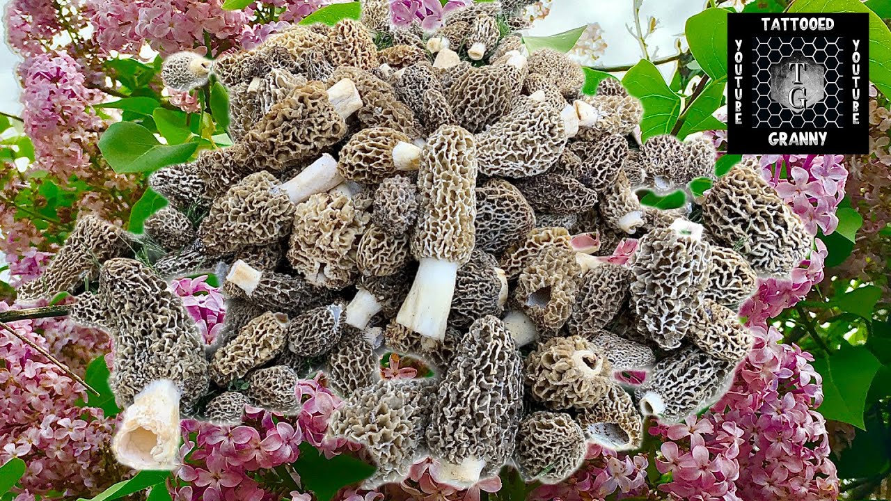 BEST MOREL MUSHROOM HUNTING GUIDE + TOP SIX MOREL TREES ID, FORAGE, PRESERVE & COOK #howtofindmorels