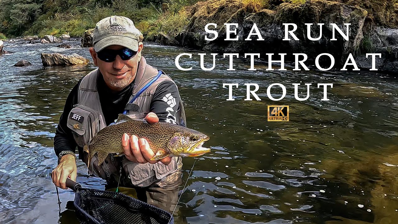 FLY FISHING For Sea Run Cutthroat Trout!