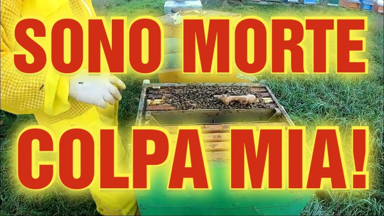 Apicoltura CD: Sono morte di fame! Colpa mia! Video 3 di 3