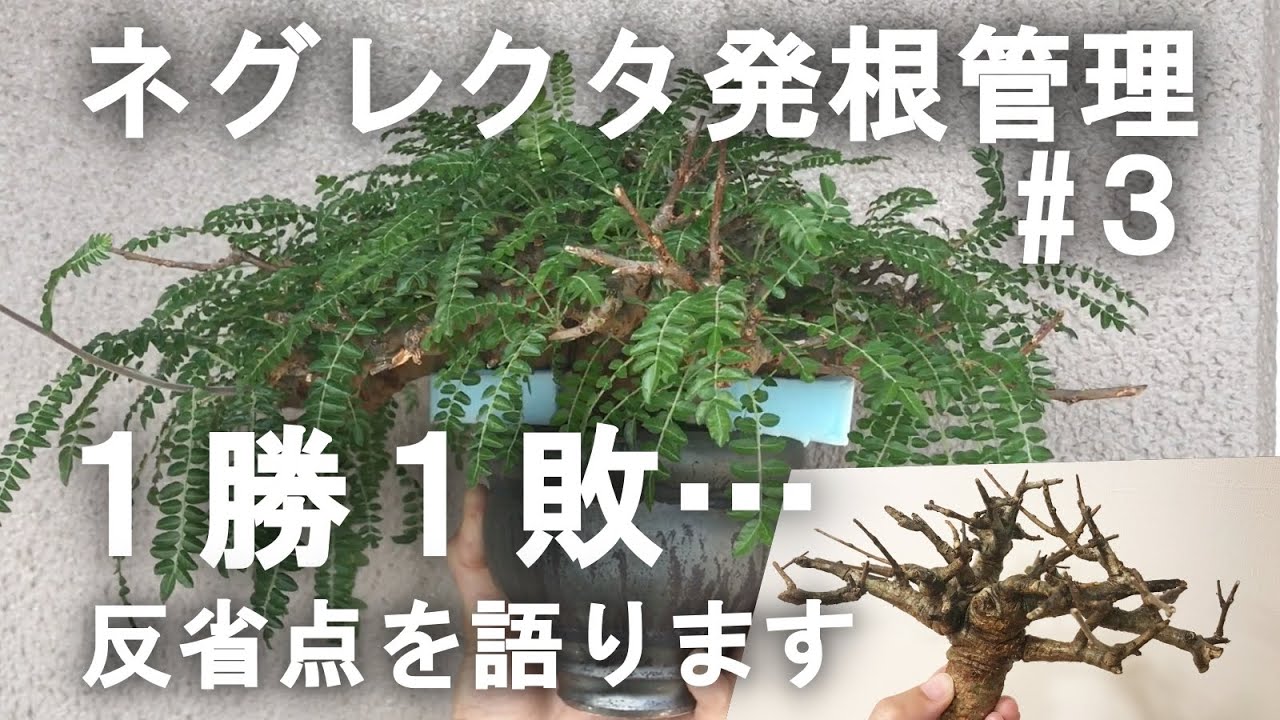 ボスウェリア・ネグレクタ発根管理③ 1勝1敗 反省点を語ります