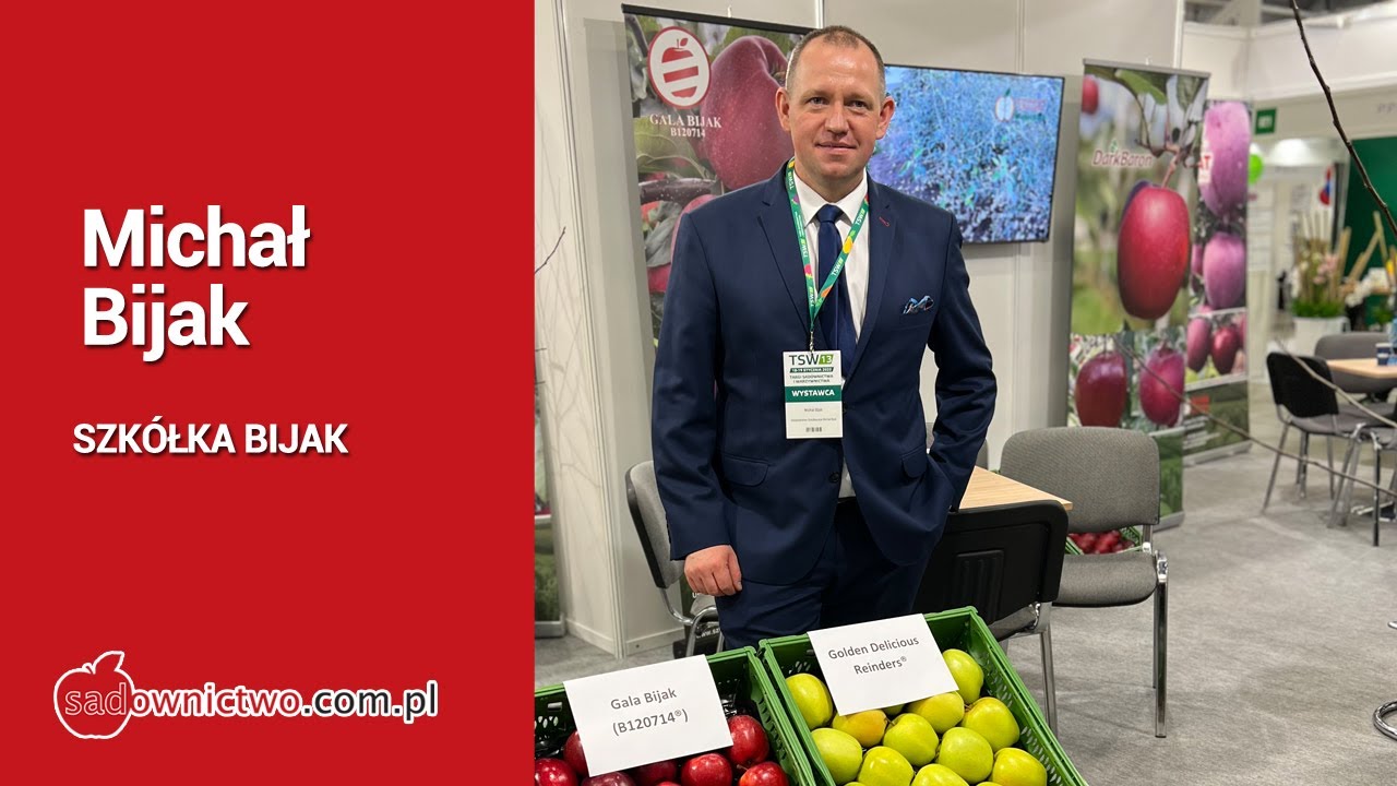 Gala BIJAK (B120714) - paskowana Gala własnej selekcji