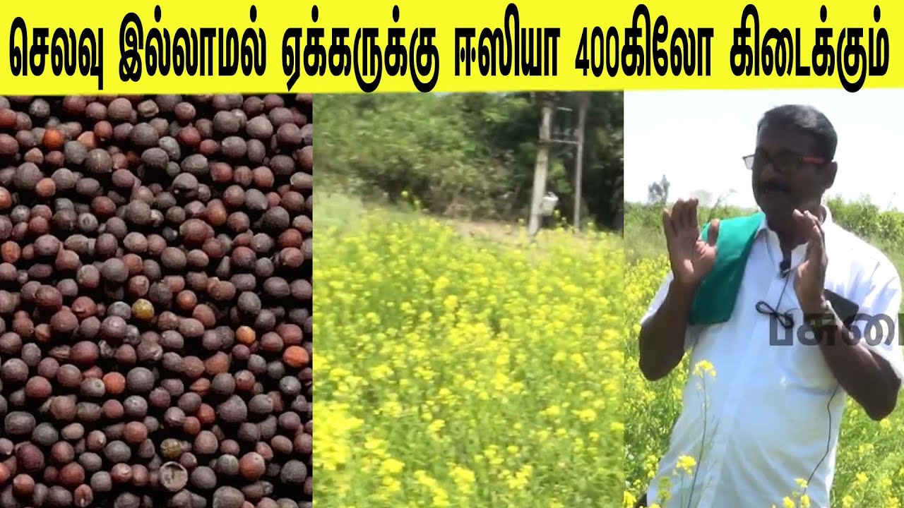 செலவு இல்லாமல் ஏக்கருக்கு ஈஸியா 400கிலோ கிடைக்கும் /can get 400 kg per acre at no cost