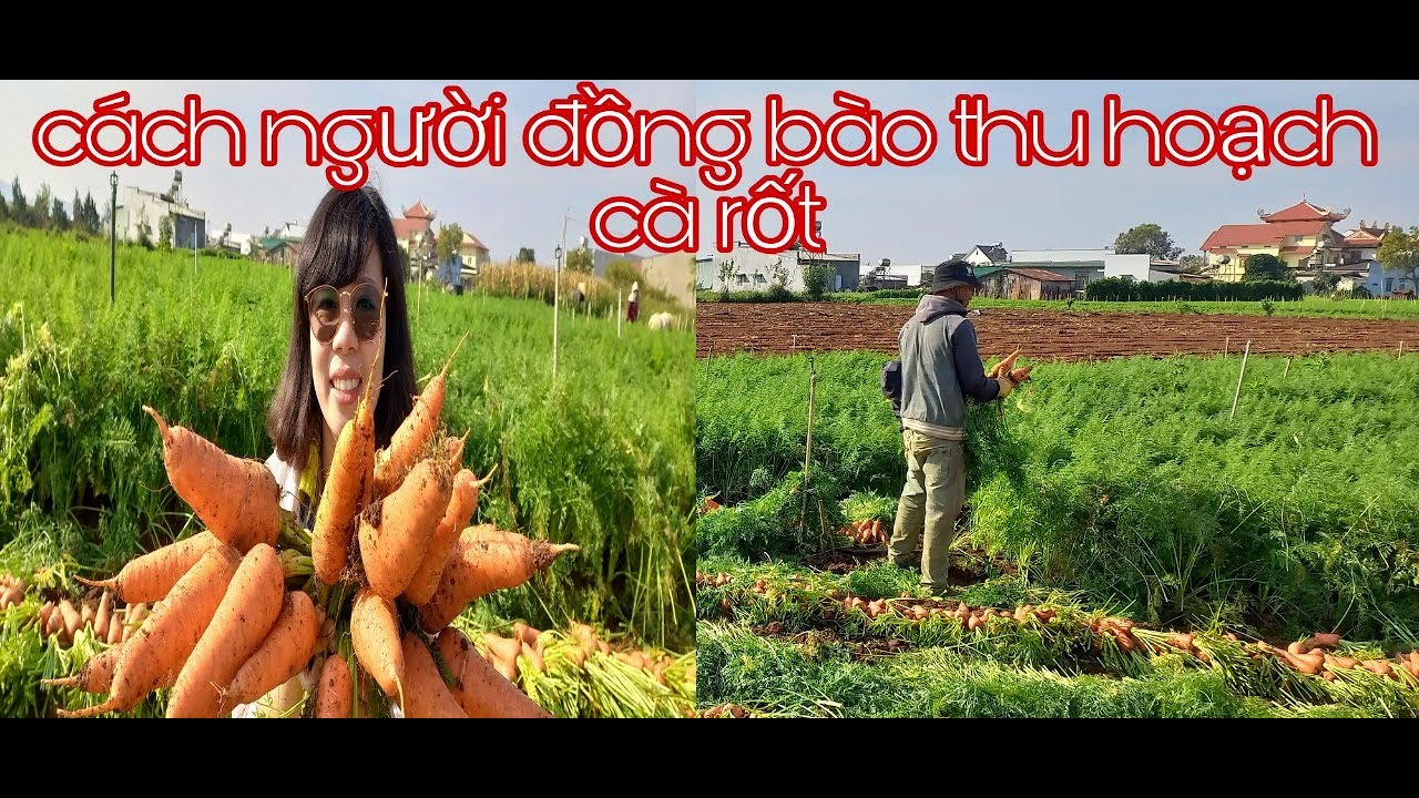Cách Người Đồng Bào Thu Hoạch Cà Rốt | Su Hào TV