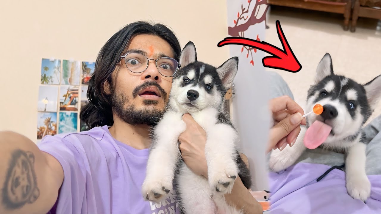 Don’t Buy A Husky Dog 🚨(Bath Day 🛀 Dog can talk 286 | Husky puppy | Rottweiler | Reviews reloaded