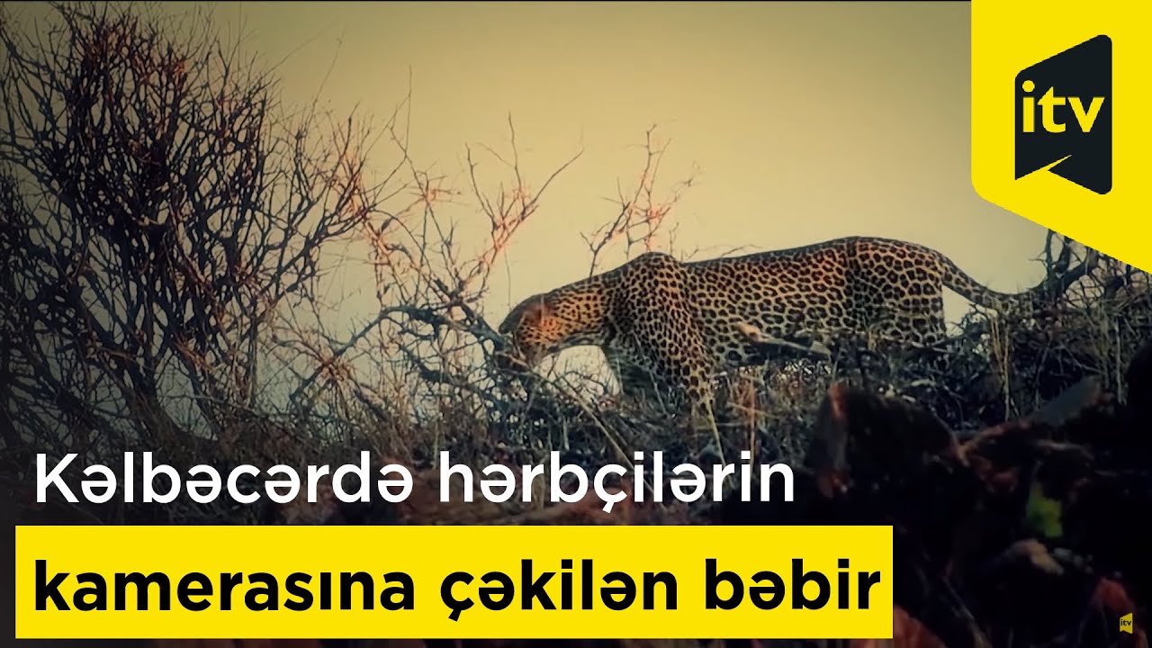 Kəlbəcərdə hərbçilərin kamerasına çəkilən bəbir