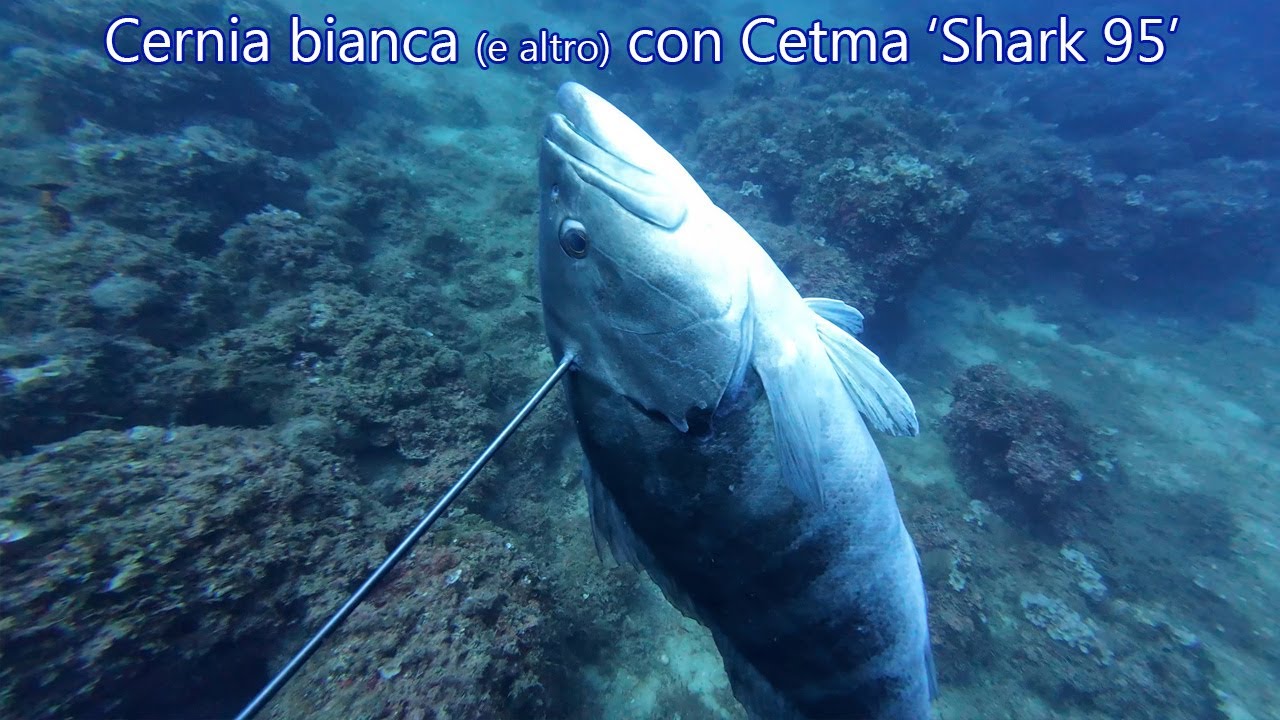 Pesca Sub: Cernia bianca off con ‘Shark95’ by CetmaComposite
