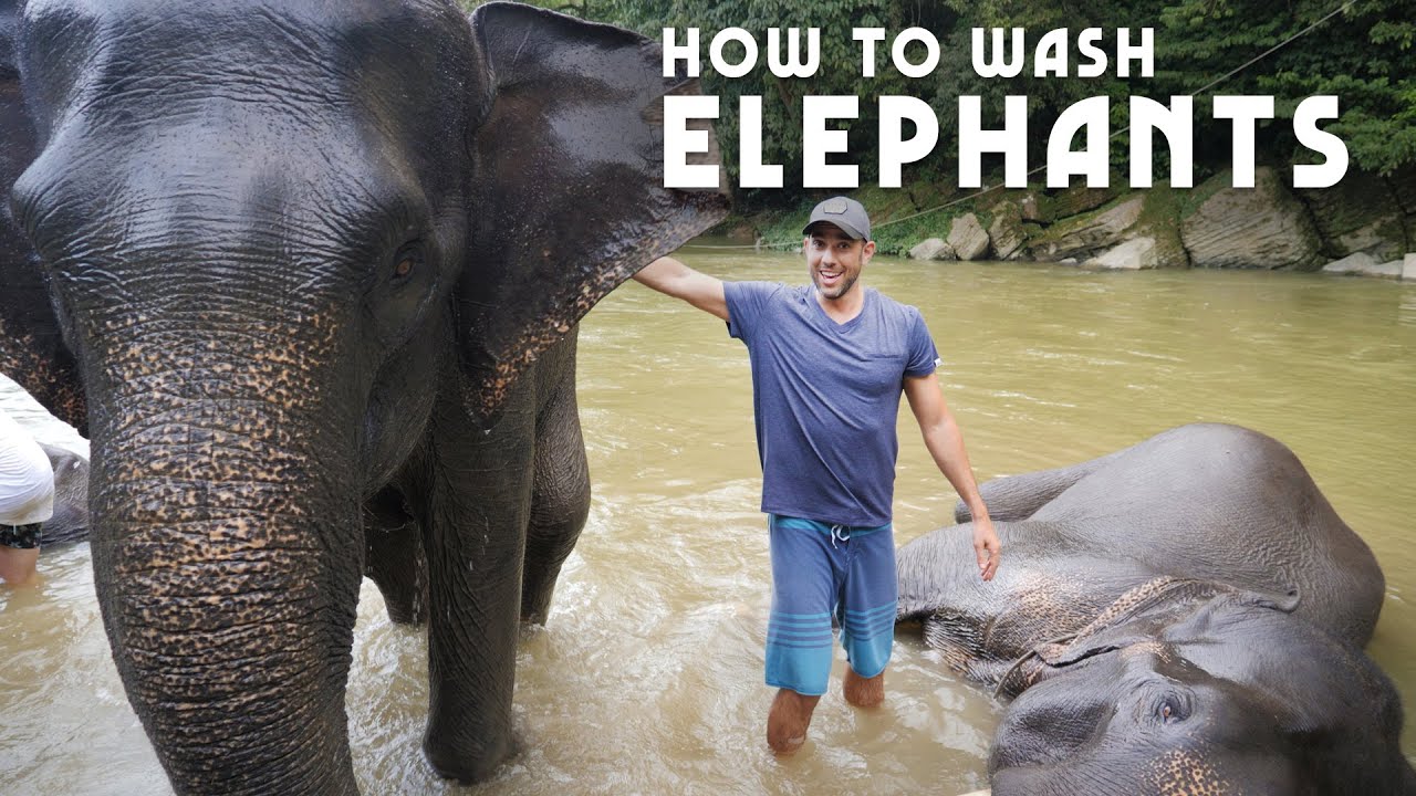 Washing Elephants! North Sumatra, Indonesia