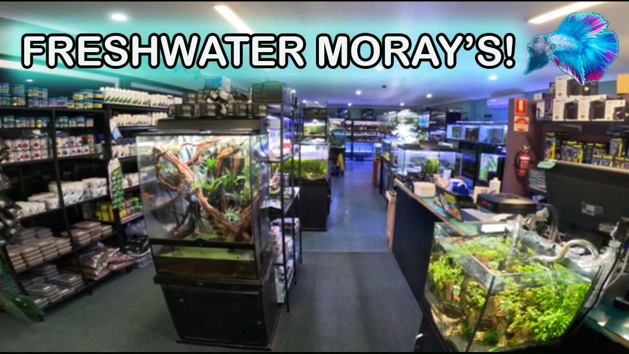 UNBOXING FRESHWATER MORAY EELS, RAINBOWFISH AND MORE!