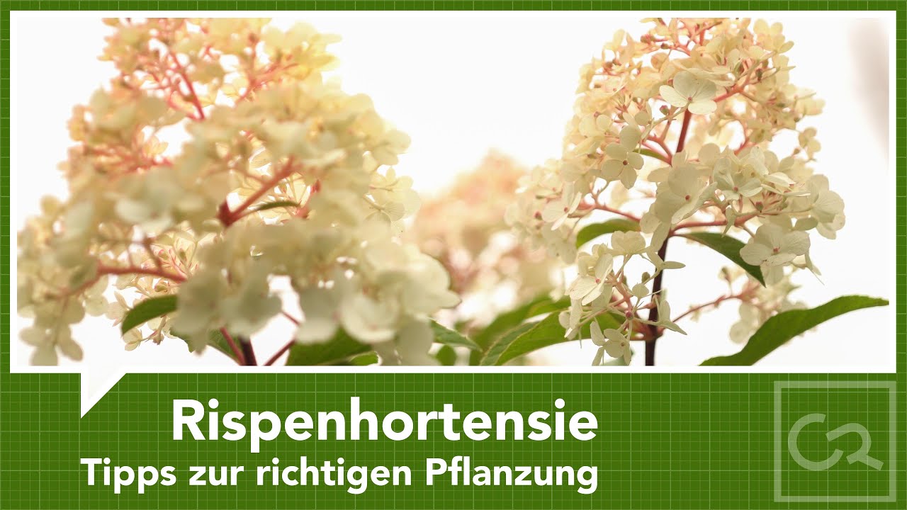 Rispenhortensie ins Beet pflanzen