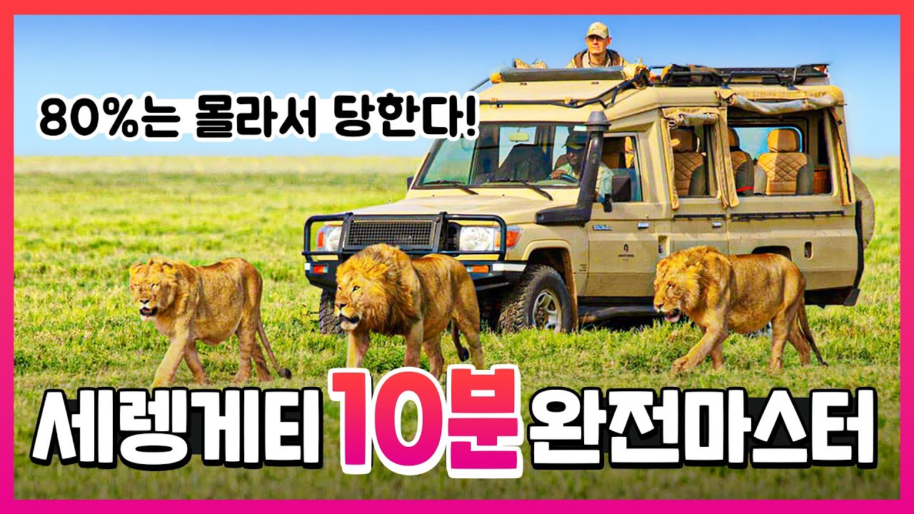 🇹🇿 세렝게티 여행하려면 무조건 보세요! 🫵👩&zwj;🎓꿀팁까지 다 알려드림 (가격/시즌/예약/숙소/준비물/꿀팁...)