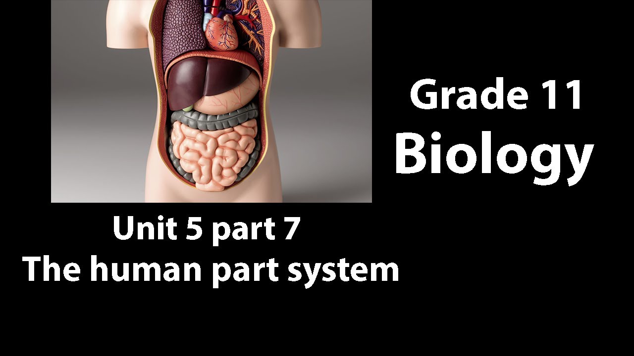 Grade 11 Biology Unit 5 part-7 The human body system