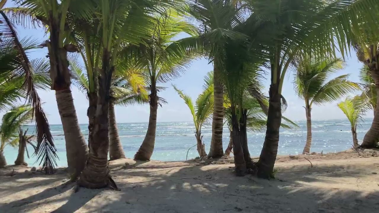 Palm trees, beach, water