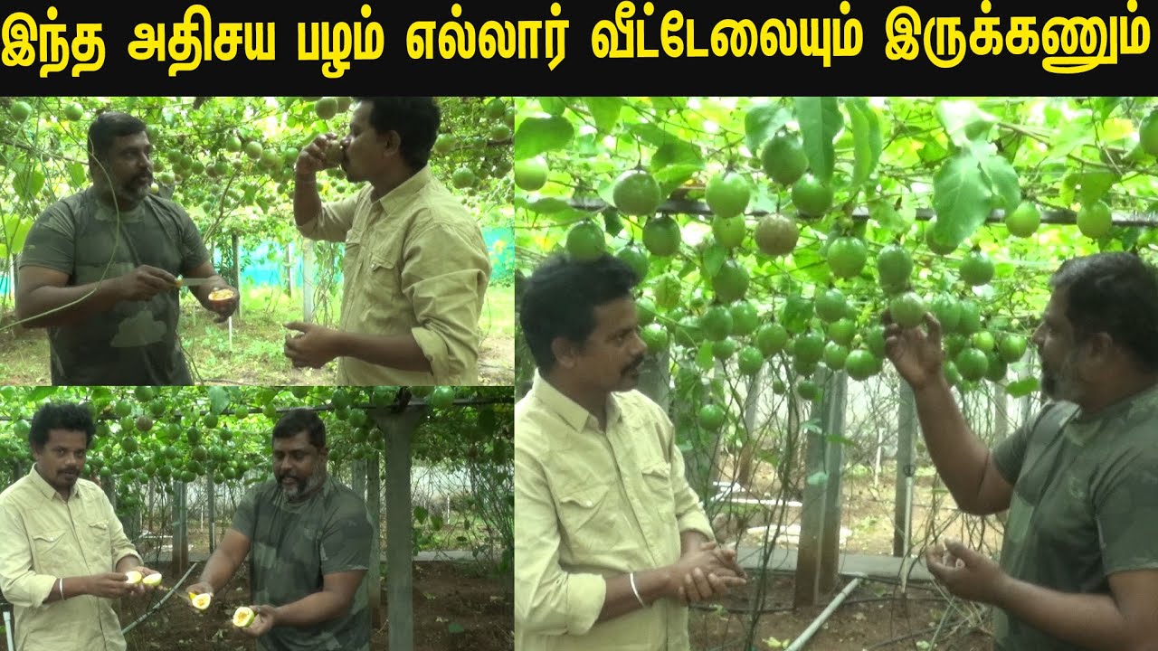 வெறும் 30 சென்டில்  70 ஆயிரம் எந்த பயிரும்  தராது /70 thousand at 30 cents
