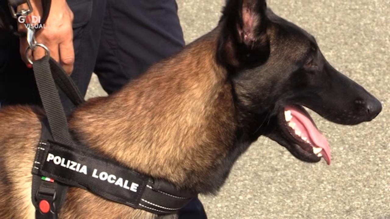 Modena, Pit il nuovo agente antidroga di polizia locale